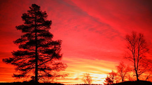 Silhouette of trees at sunset