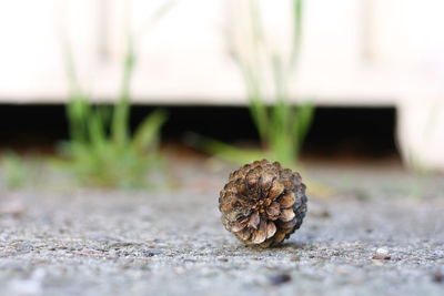 Close-up of pine cone on land