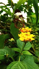 Close-up of insect on flower