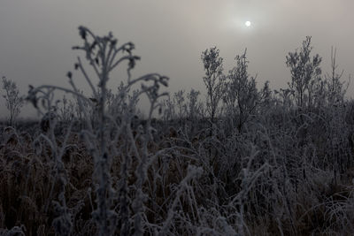 Close-up of plants on field against sky