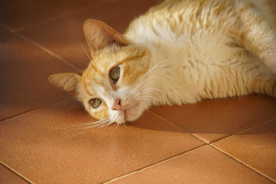 Portrait of cat lying on floor