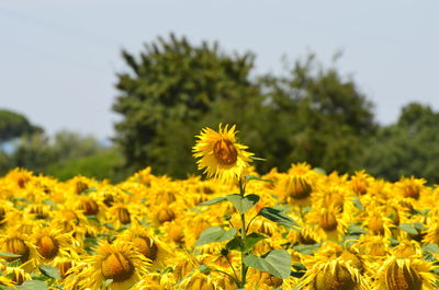 Close-up of yellow flowering plants on field