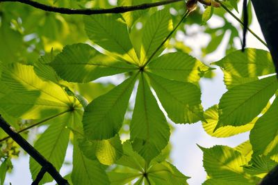 Low angle view of leaves on tree