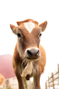 Close-up portrait of a cow