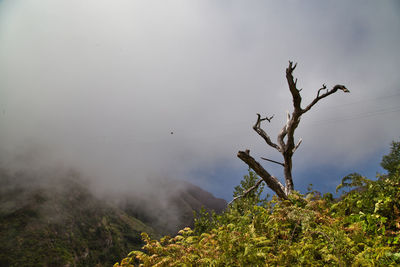 Bare tree against sky