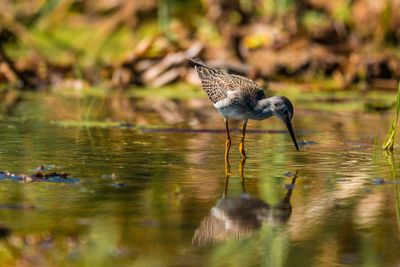 Close-up of bird perching on lake