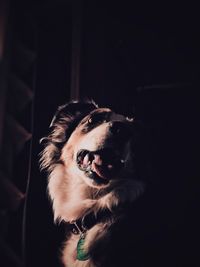 Close-up of a dog looking away