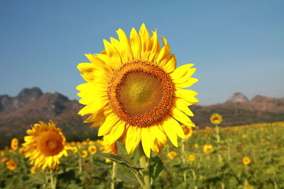 Close-up of sunflower on field against sky