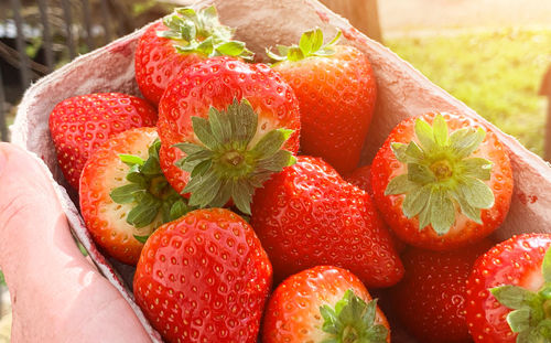 Close-up of strawberries