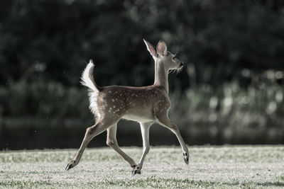 Deer on field