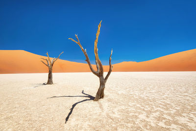 Dead trees on sand against clear sky