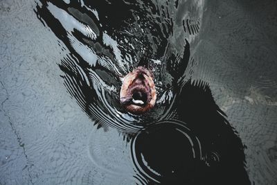 High angle view of animal swimming in water