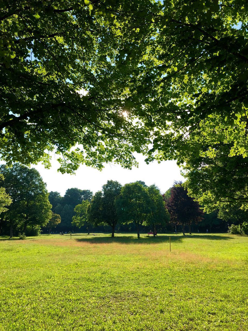 TREES ON FIELD