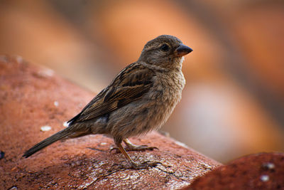 Close-up of bird perching outdoors