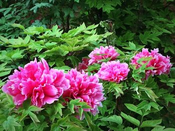 Close-up of pink flowers