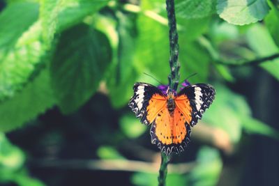 Close-up of butterfly pollinating on flower