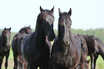 Horses in the field