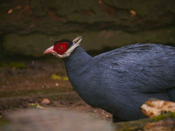 Close-up of bird