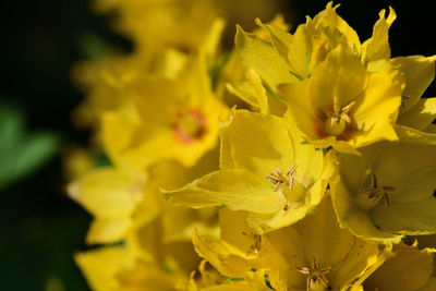 Close-up of insect on yellow flower