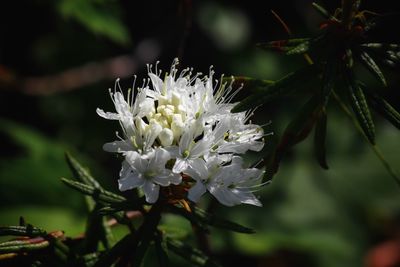 Close-up of white flowering plant