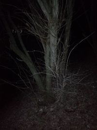 Close-up of bare tree at night