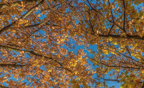Low angle view of maple tree against blue sky