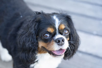 Close-up portrait of dog