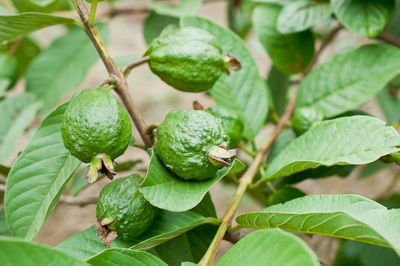 Close-up of guava growing on tree