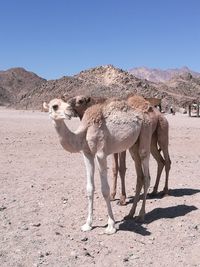 Giraffe in a desert