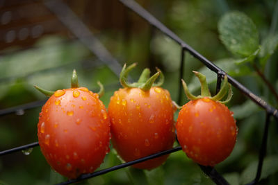Close-up of wet tomatoes on plant