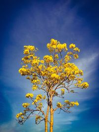 Low angle view of yellow flower tree against blue sky