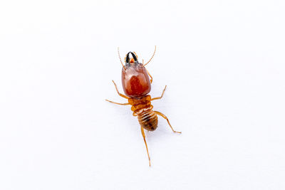 Close-up of insect on white background