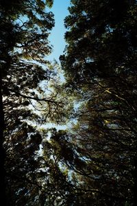 Low angle view of trees in forest