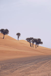 Trees on sand dune in desert against clear sky