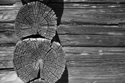 Close-up of tree stumps against wooden wall