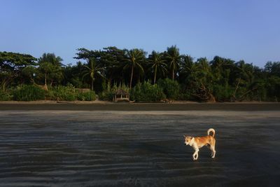 View of a dog on landscape