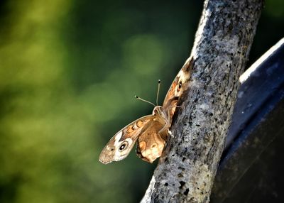 Close-up of insect