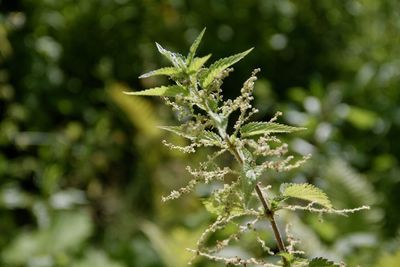 Close-up of fresh green plant