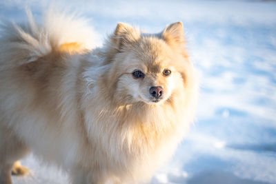 Spitz dog close-up against a background of snow