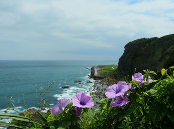 Purple flowering plants by sea against sky