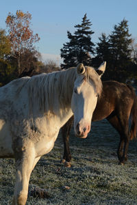 Horse standing on field against sky