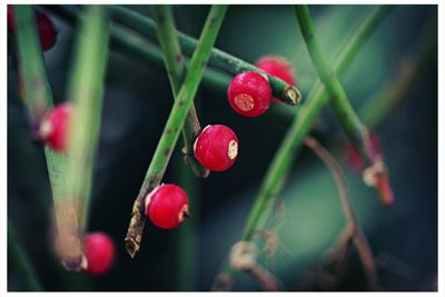 Close-up of plant