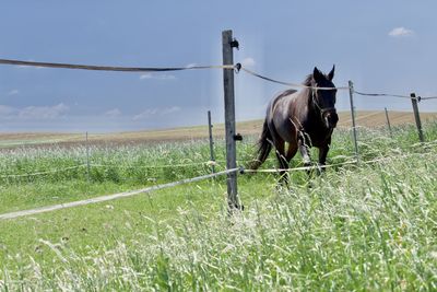 Horse on field against sky