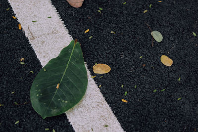 High angle view of leaves on road