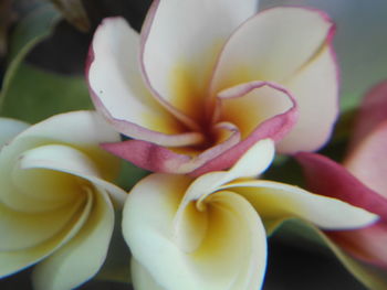 Close-up of flower