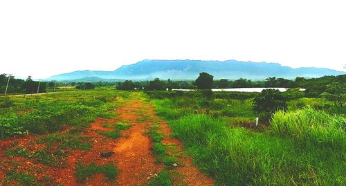 Scenic view of field against clear sky