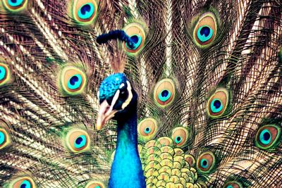 peacock