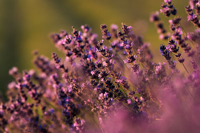 Close-up of insect on purple flowering plant