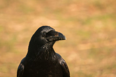 Close-up of a bird