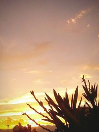 Low angle view of palm trees against sky